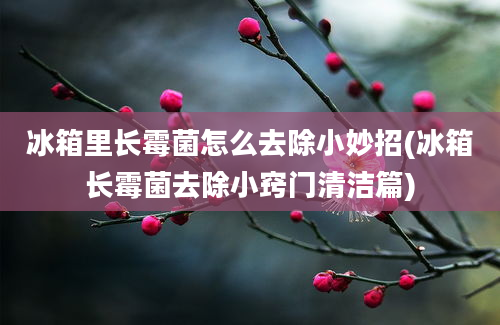 冰箱里长霉菌怎么去除小妙招(冰箱长霉菌去除小窍门清洁篇)