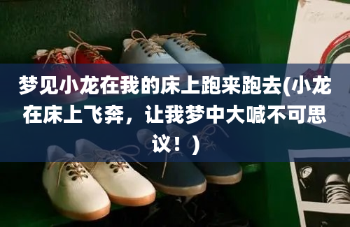 梦见小龙在我的床上跑来跑去(小龙在床上飞奔，让我梦中大喊不可思议！)