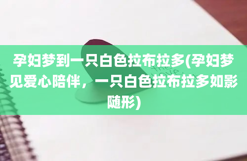 孕妇梦到一只白色拉布拉多(孕妇梦见爱心陪伴，一只白色拉布拉多如影随形)