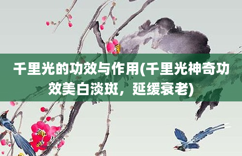 千里光的功效与作用(千里光神奇功效美白淡斑，延缓衰老)