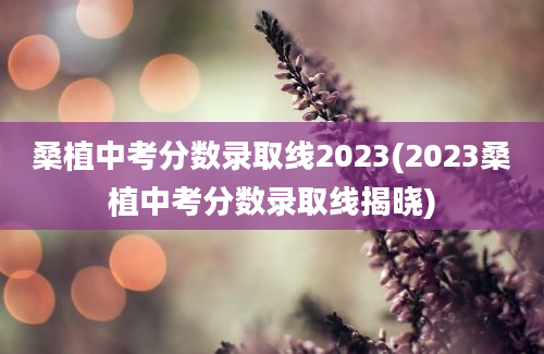 桑植中考分数录取线2023(2023桑植中考分数录取线揭晓)